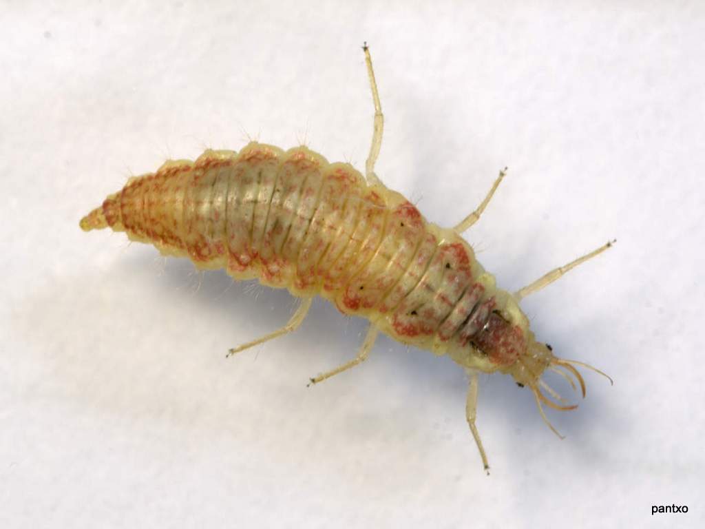 Chrysoperla carnea larva