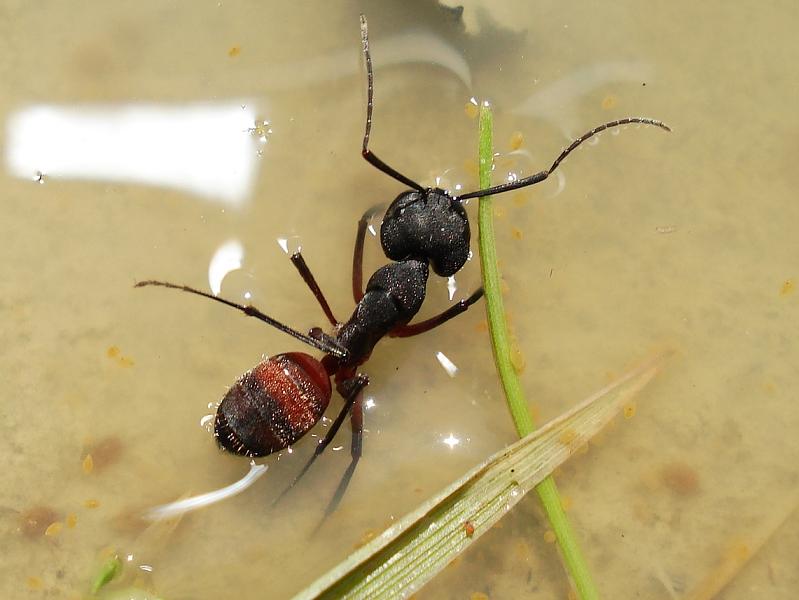 Camponotus cf. cruentatus