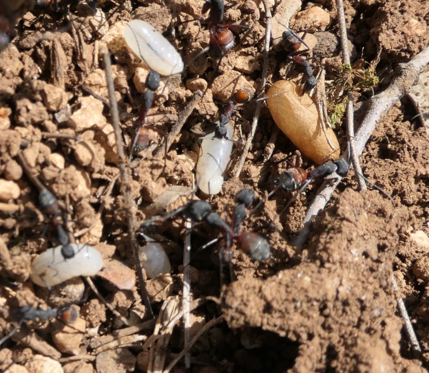 Camponotus cruentatus (Latreille, 1802). NIDO, HUEVOS.