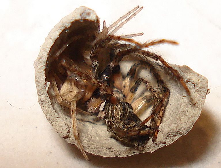 Sceliphron curvatum  -nido con despensa de arañas- 3