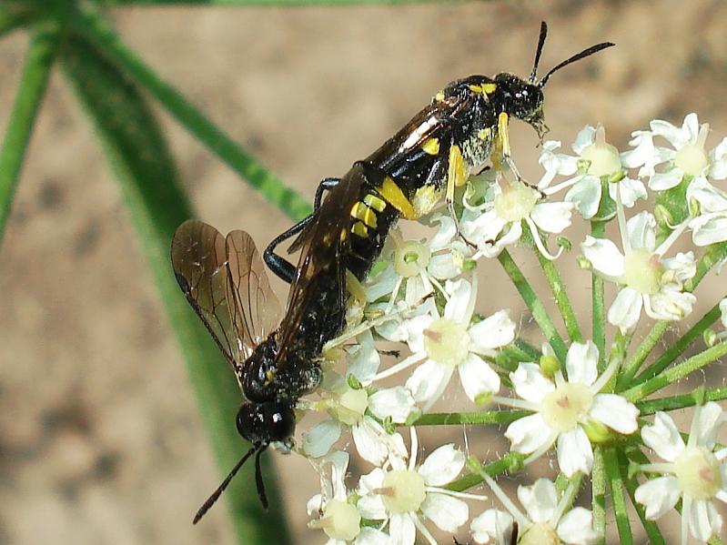 Macrophya montana -macho y hembra-