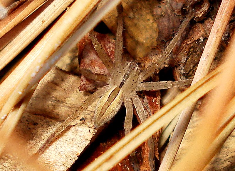 Micrommata ligurina -macho joven-