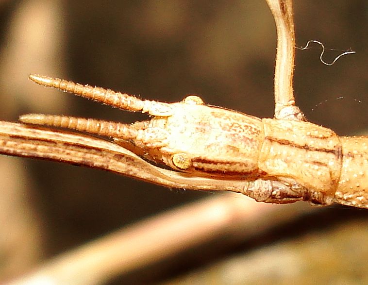 Clonopsis gallica -detalle-