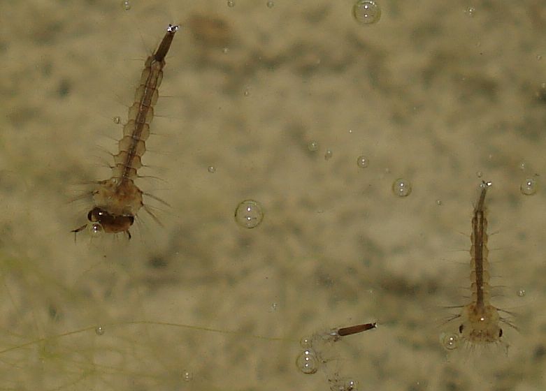 Culex cf. pipiens -larvas-