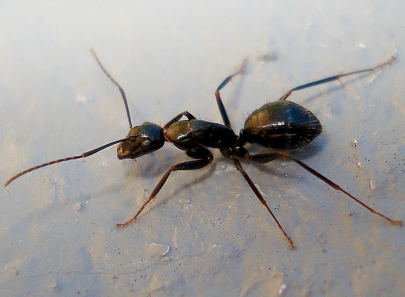 Camponotus aethiops -obrera minor-