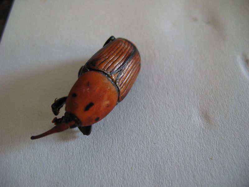 Rhynchophorus ferrugineus (Olivier, 1790). Picudo rojo 2