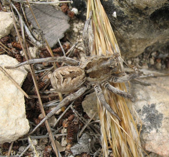 Lycosa tarantula L.,Tarántula hispánica, Araña lobo 3