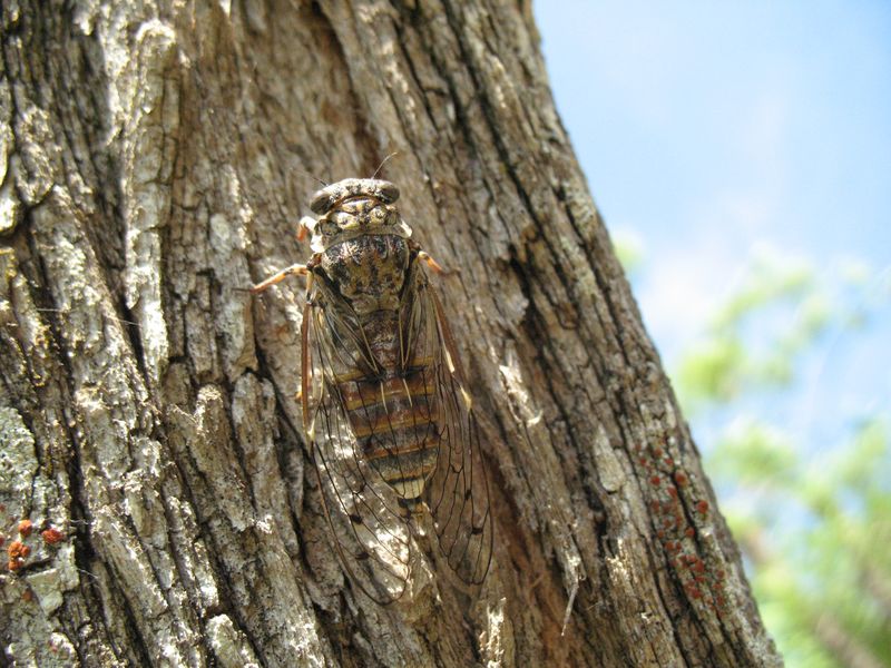 Cicada orni L., Cigarra, Chicharra. 4