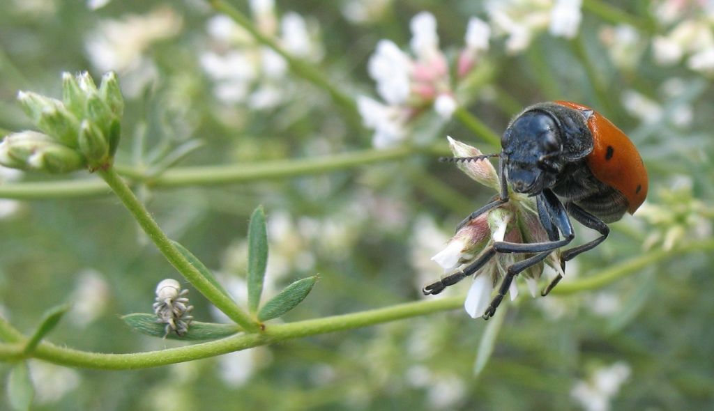 Lachnaia tristigma (Lacordaire 1848). Escarabajo de 6 puntos