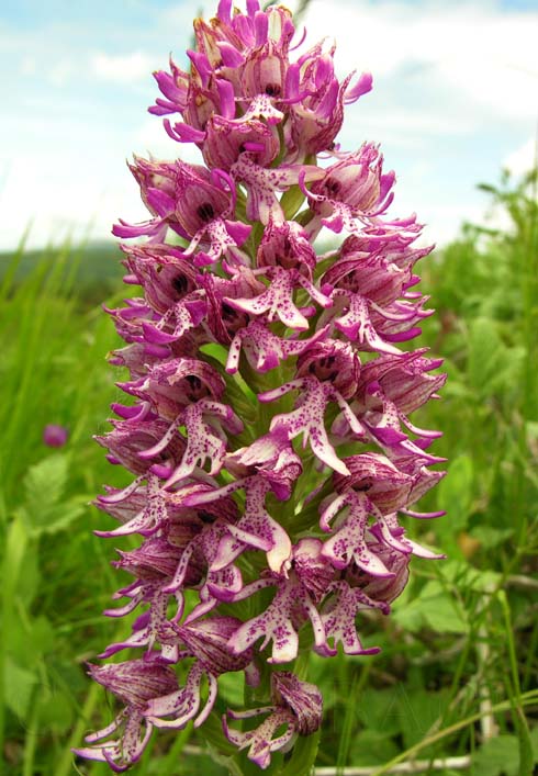 Orchis X angusticruris Franch 1912