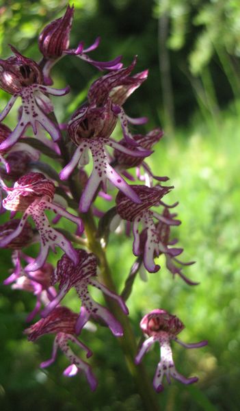 Orchis x angusticruris (Franch. ex Rouy 1912) = Híbrido de O.simia X O.purpurea 4