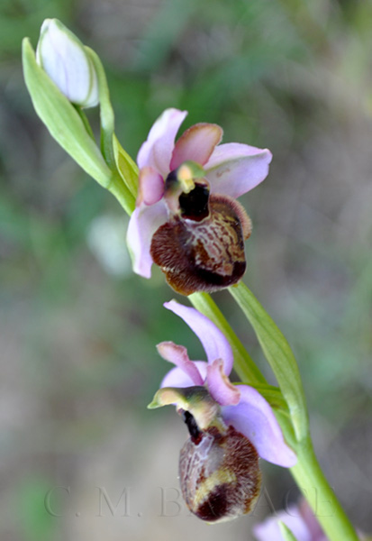 Ophrys aveyronensis P.Delforge