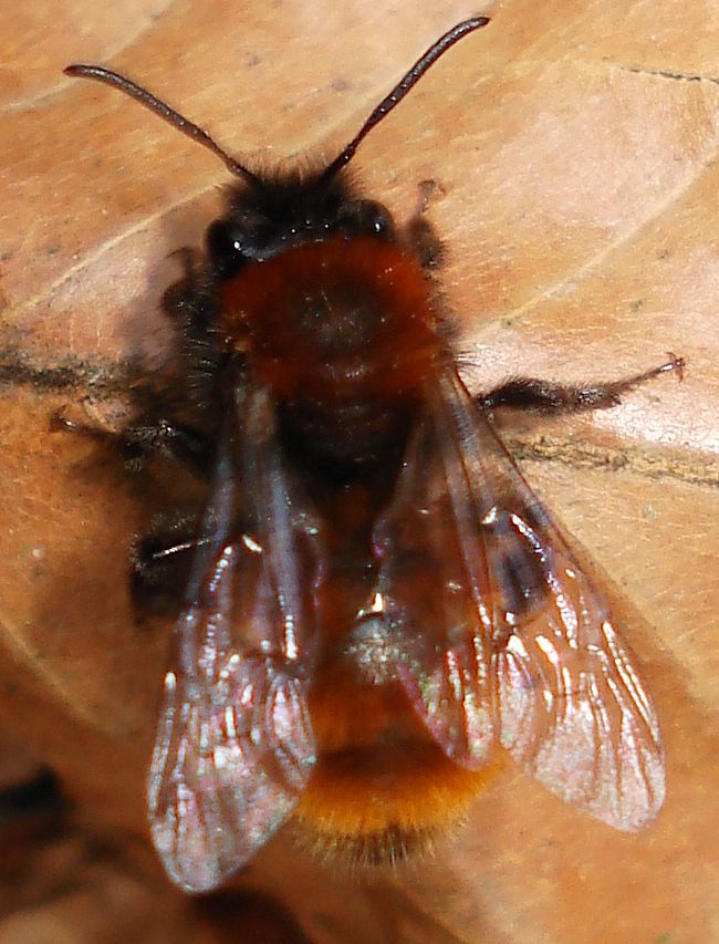 Andrena fulva