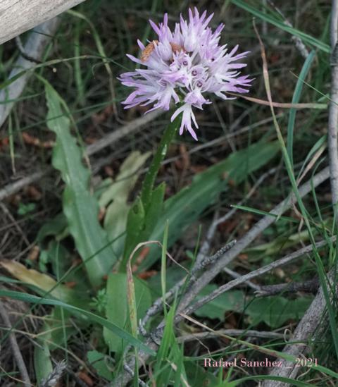 Orchis italica 2