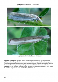 Agriphila straminella