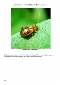 Longitarsus substriatus