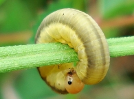 Dolerus sp. -larva-