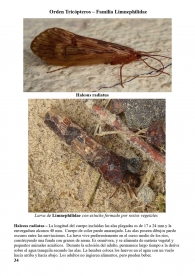 Halesus radiatus