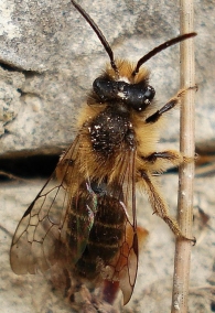 Andrena cf. flavipes  -macho-