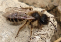 Andrena flavipes -macho