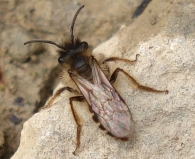 Andrena flavipes -macho 2