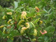 Agallas causadas por Baizongia pistaciae o Penphigus cornicularis en Pistacia terebinthus L. o Cornicabra.