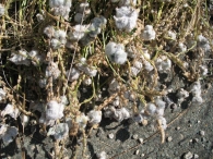 Agallas producidas por Eriophyes barroisi en Plantago albicans, o Llant�n 3