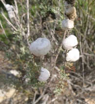 Cecidómido Rhopalomyia navasi (Tavares) en Artemisia herba alba (Asso), Artemisa. 5