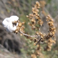 Cecidómido Rhopalomyia navasi (Tavares) en Artemisia herba alba (Asso), Artemisa. 3