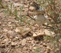 Cecid�mido Rhopalomyia navasi (Tavares) en Artemisia herba alba (Asso), Artemisa. 4