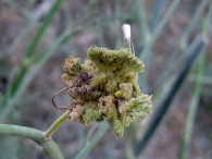 Aceria chondrillae induce agallas sobre Chondrilla juncea.