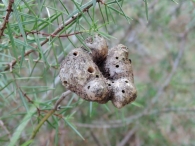 Agalla en Juniperus oxycedrus