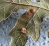 Lentejuela com�n por Neuroterus quercusbaccarum L. en hoja de Quercus pyrenaica. 2