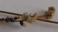 Agallas de Aceria sanguisorbae (Canestrini 1892) en Sanguisorba minor.
