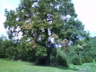 MN nº 2. Quercus ilex L. subsp ilex. Encina de las tres patas.