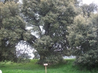 MN Nº 3. Quercus ilex L. subsp. ballota (Desf.) Samp., Encina de CÁBREGA