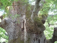 MN n� 6. Quercus faginea Lam., Quejigo de Rala. 3