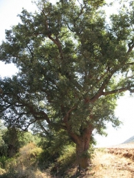 MN n� 7. Quercus faginea Lam., Quejigos de Learza - Etayo 4