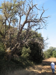 MN n� 7. Quercus faginea Lam., Quejigos de Learza - Etayo 5