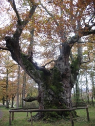 MN n� 9. Quercus robur L., Roble pedunculado.