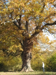 MN n� 10. Quercus robur L., Roble pedunculado. 2