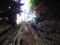 MN nº 12. Quercus calvescens Vuk. = Quercus petraea (Matt.) Liebl. x Quercus humilis Mill. El gigante de Garayoa 2