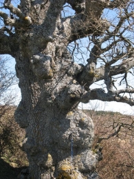 MN nº 15. Quercus humilis Mill., Quercus pubescens Willd., Roble pubescente.