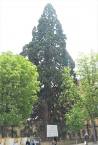 M. N. n� 25: Sequoya del Palacio de Diputaci�n