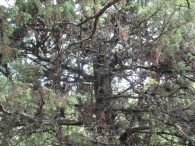 M N nº 28. Juniperus oxycedrus L., Enebro de la miera, Cada. 4