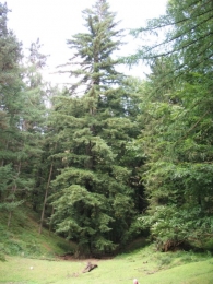 M.N. nº36, Sequoya del embalse de Domiko.