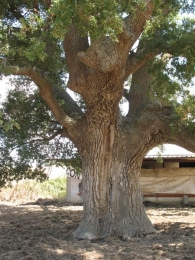 MN n� 41. Quercus faginea Lam., Quejigo, Rebollo, Roble carrasque�o, Carvallo, Carballo. 3