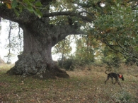 MN nº 42. Quercus pubescens Wild. = Quercus humilis Mill. Roble de Etxagüe