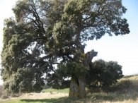 M.N. n� 44 Encinas de Ol�riz. Quercus ilex subsp. ballota (Desf.) Samp. 2