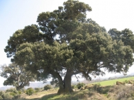 M.N. nº 44 Encinas de Olóriz. Quercus ilex subsp. ballota (Desf.) Samp. 3